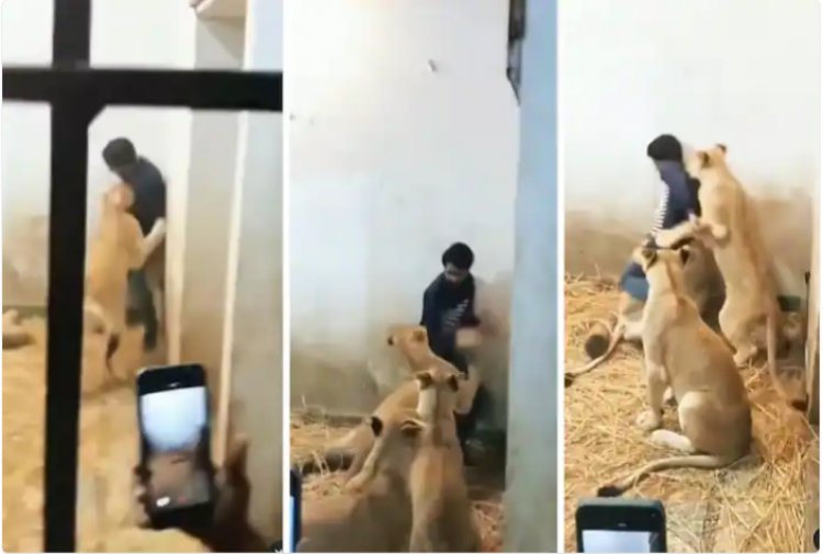 Sherni Ka Video: शख्स घुसा शेरनी के बाड़े में, फिर जो हुआ जान हलक में आ गई